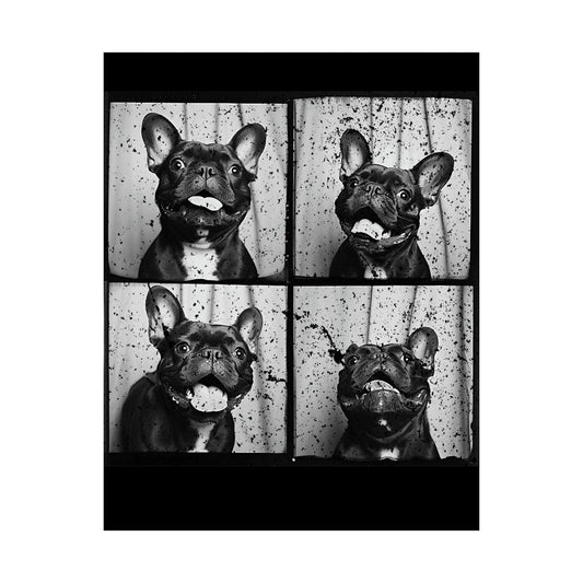 French Bulldog Poster